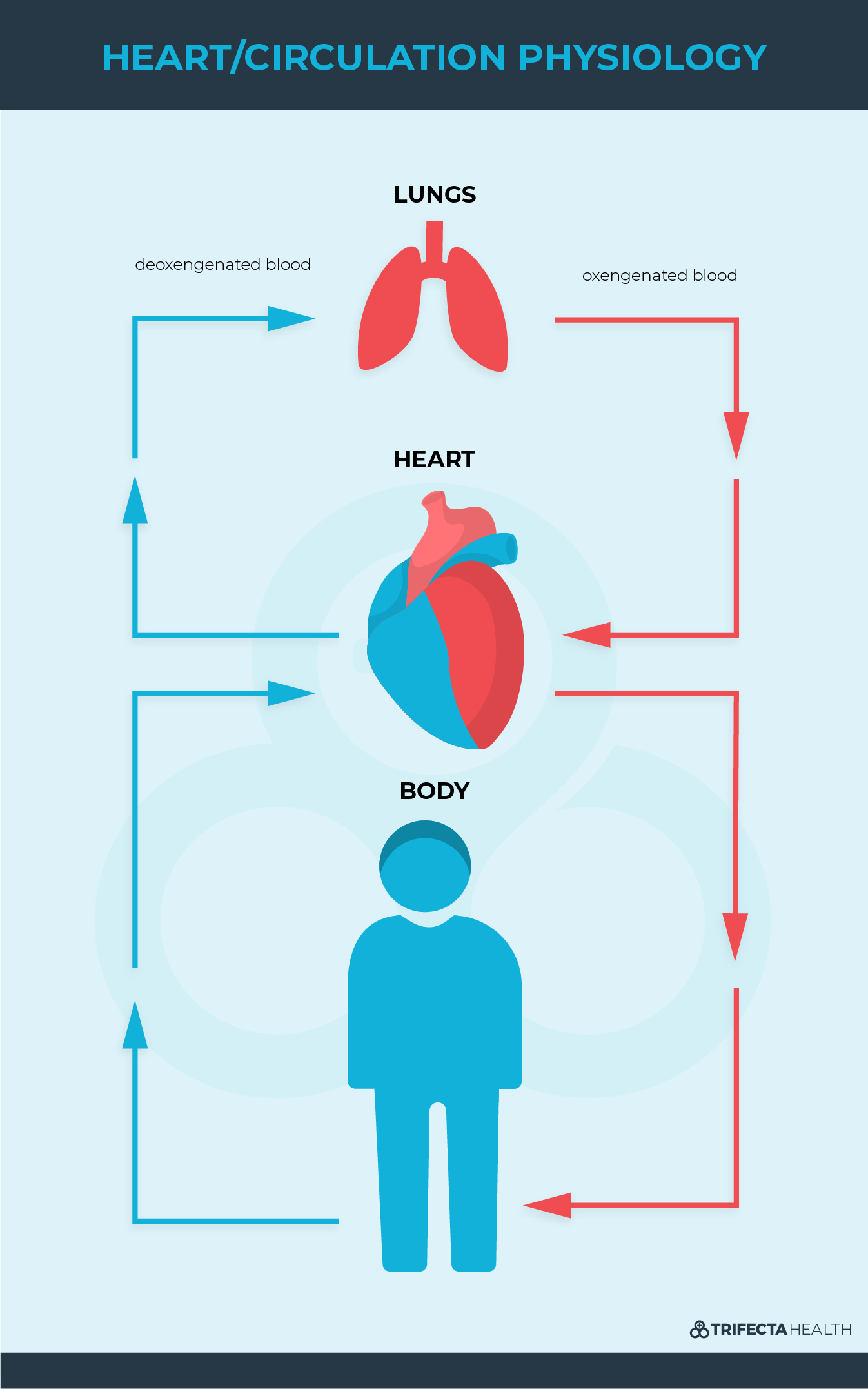Diagrams_ Heart-circulation physiology 