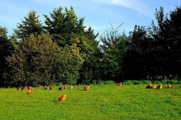 free range chickens on farm