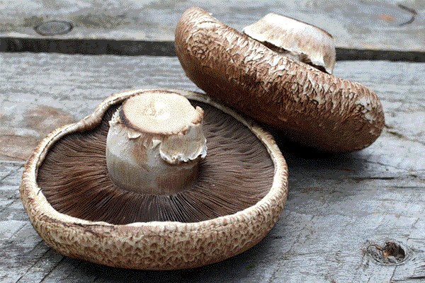 portobello-mushrooms
