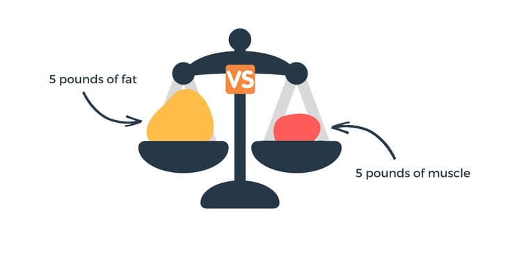 muscle vs fat