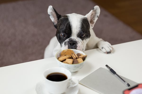 what is gluten dog begging for food
