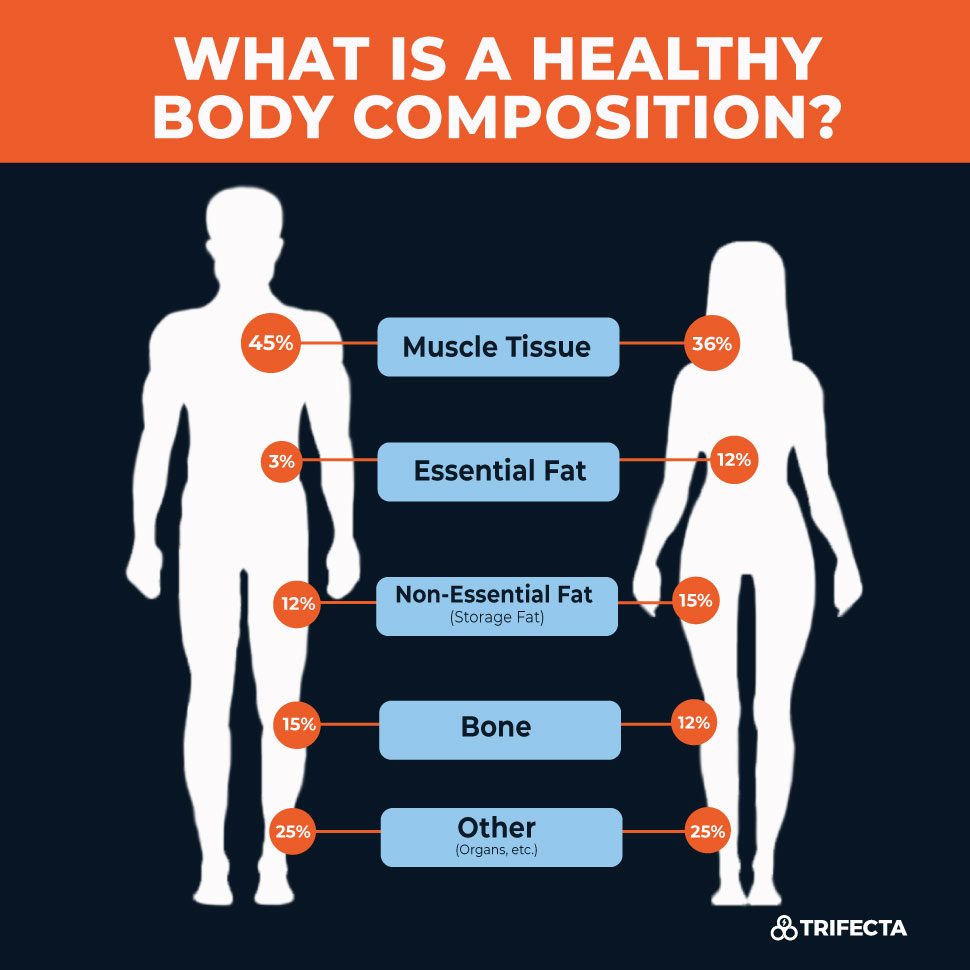 a body composition analysis