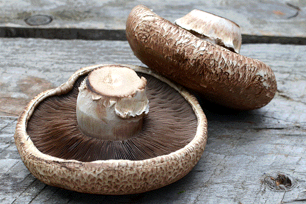 Portobello-Mushroom